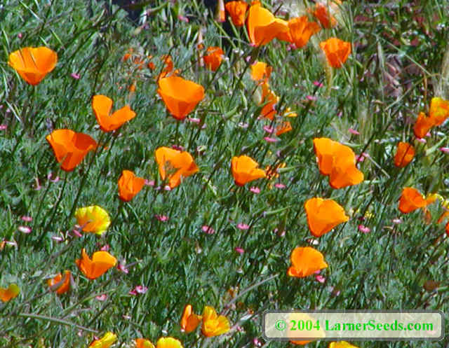Eschscholzia californiea